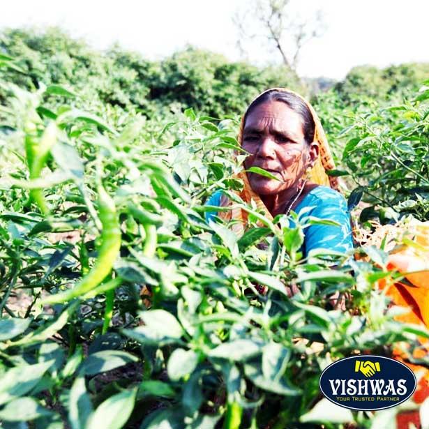 スイートバジル シード(ホール) 20g カレー スパイス スウィートバジル - 画像 (4)